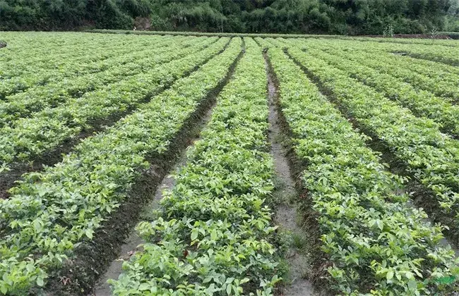 红豆的栽培措施与时间