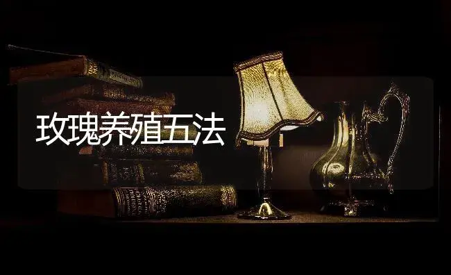 玫瑰养殖五法 | 特种种植