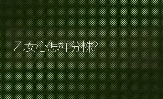 乙女心怎样分株？ | 多肉养殖