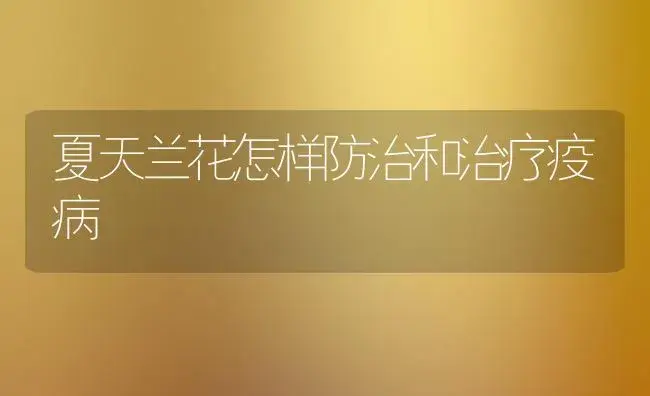 夏天兰花怎样防治和治疗疫病 | 家庭养花