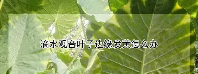 滴水观音叶子边缘发黄怎么办