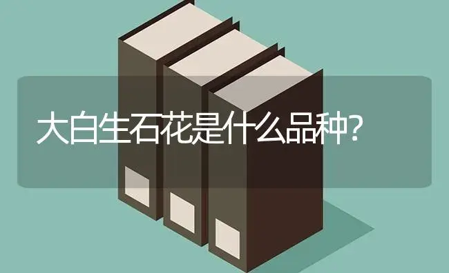 大白生石花是什么品种？ | 多肉养殖