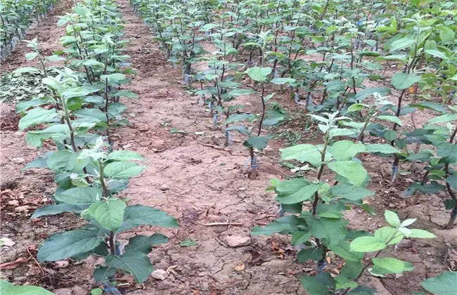 矮化苹果苗种植管理