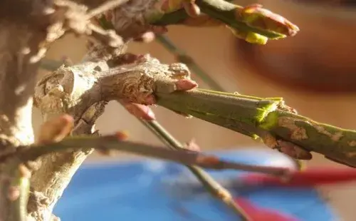 盆栽育苗 | 迎春花盆景怎么嫁接