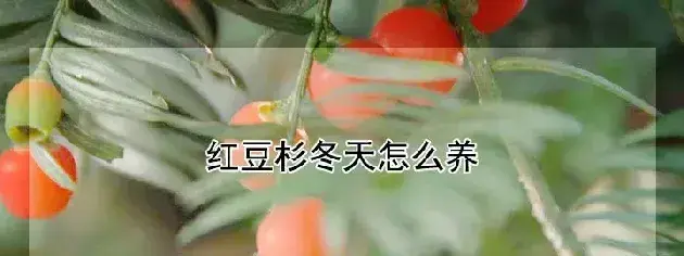 红豆杉冬天怎么养