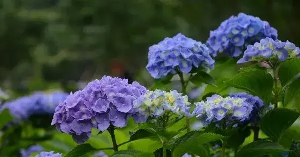 什么花的花语是团结 花语象征团结的6大名花