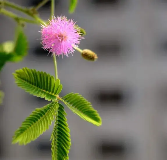 害羞草的花语，害羞草的花期