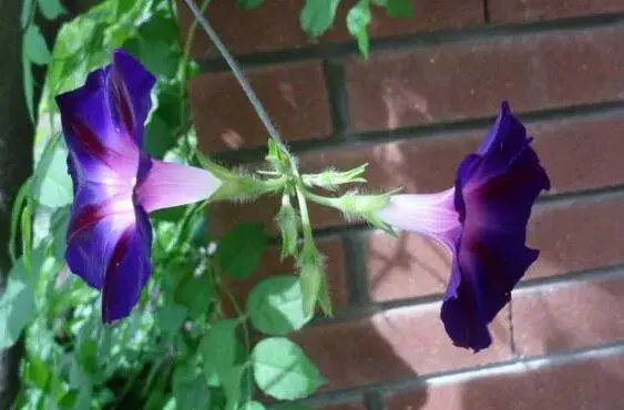 牵牛花花语有哪些？