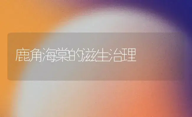 鹿角海棠的滋生治理 | 家庭养花