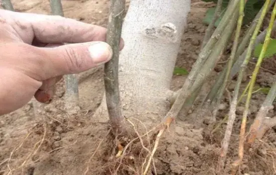 盆栽育苗 | 无花果分株移栽时间