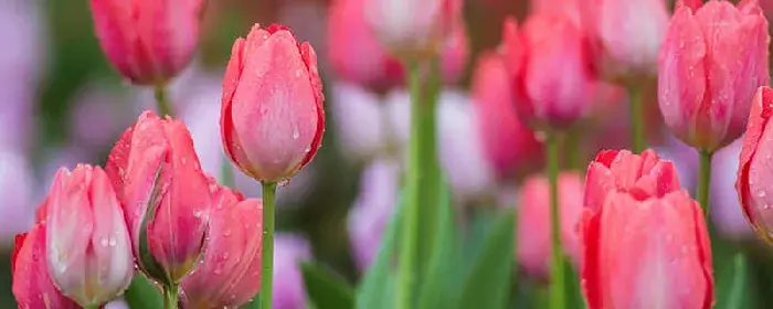 粉色郁金香花语和寓意