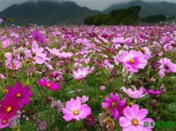 格桑花图片和花期 格桑花花语寓意是什么