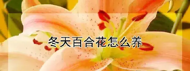 冬天百合花怎么养