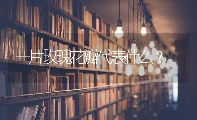 一片玫瑰花瓣代表什么？ | 绿植常识