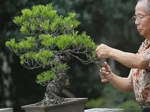 盆栽修剪 | 不同植物特性的盆景修剪方法不同