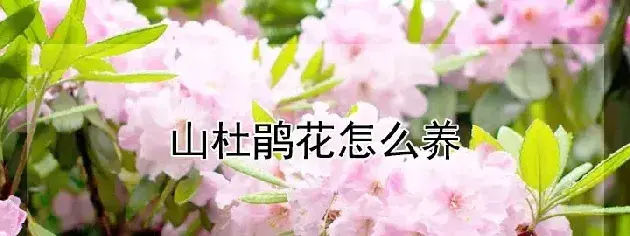 山杜鹃花怎么养