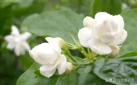 白色的茉莉花含义是什么？