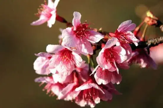 钟花樱花语是纯洁