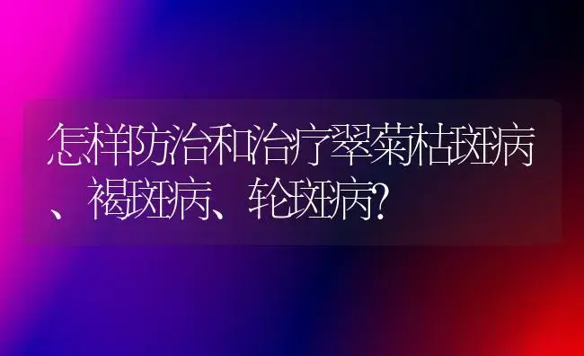 怎样防治和治疗翠菊枯斑病、褐斑病、轮斑病？ | 家庭养花