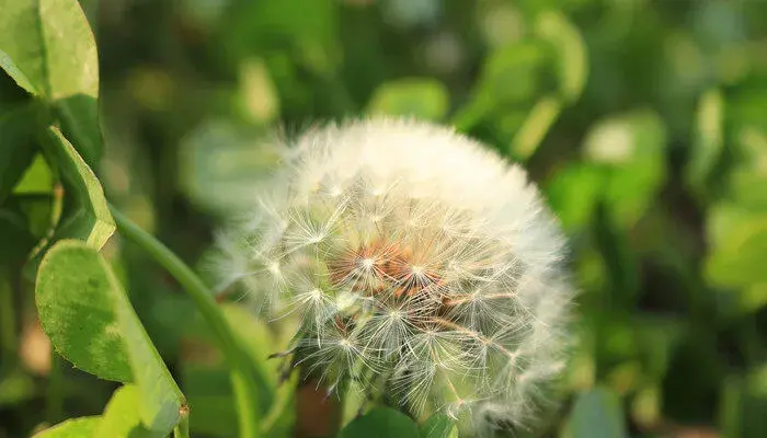 蒲公英的花语和寓意