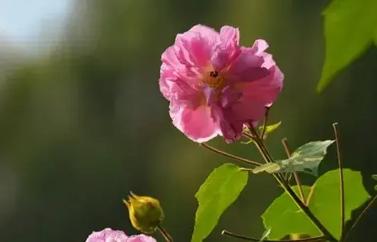 芙蓉花长斑是什么原因