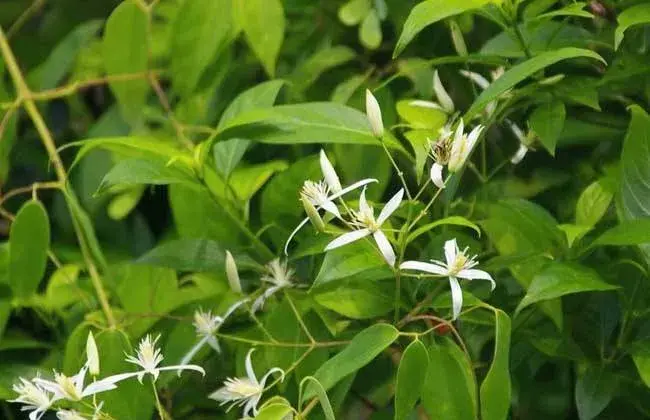 甘草育苗移栽技术