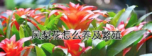 风梨花怎么养及繁殖