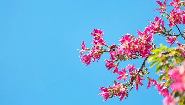 紫荆花的寓意与花语