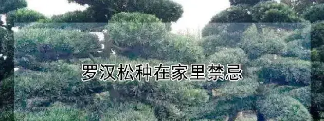 罗汉松种在家里禁忌