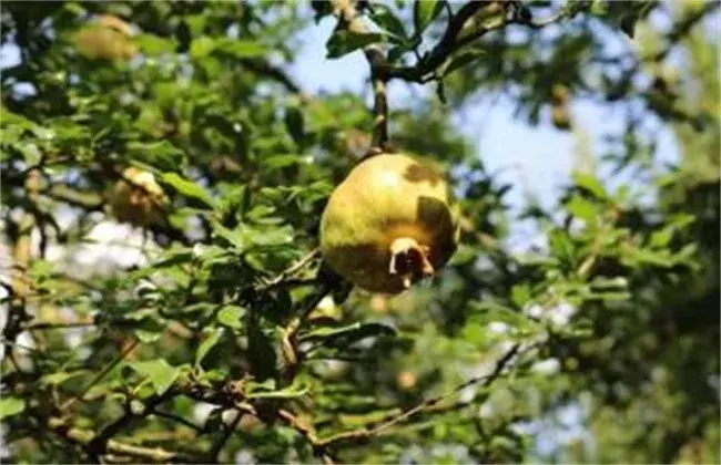 石榴夏天管理技术