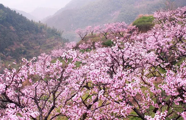 桃花夏天怎样修剪