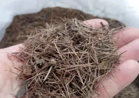 盆景知识 | 如何自制松针土