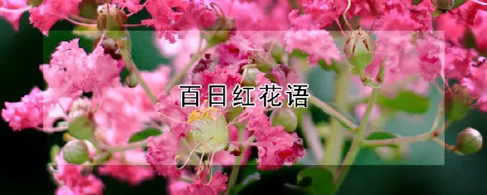 百日红花语