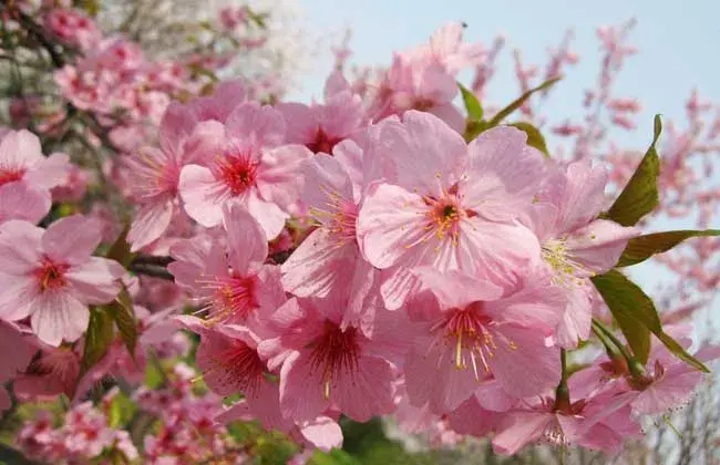 平坝农场樱花观赏时间，樱花的花语和传说