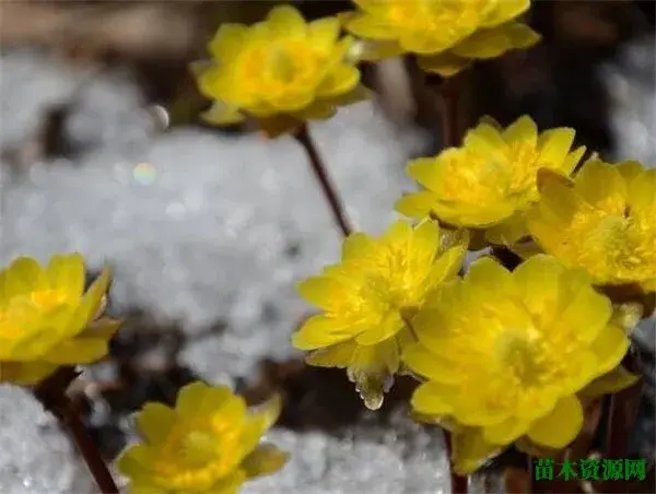 冰凌花的花期和花语寓意 冰凌花的功效与作用