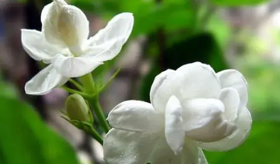 茉莉花花语不同颜色不同花语有哪些？