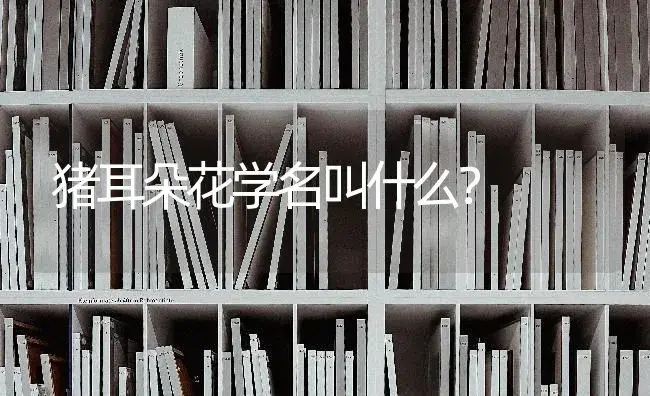 猪耳朵花学名叫什么？ | 多肉养殖