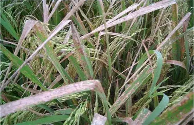 水稻药害症状及防治和治疗办法