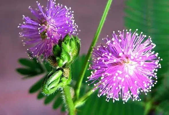 含羞草的花语有哪些？