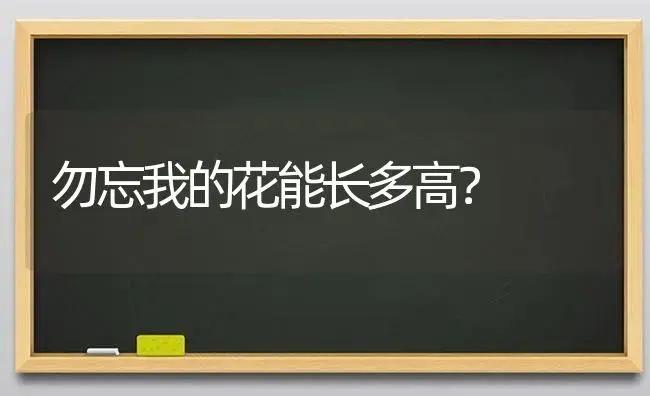 勿忘我的花能长多高？ | 绿植常识