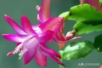 胧月花语？