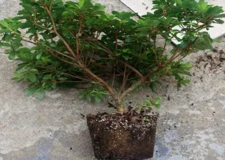 盆景养护管理 | 杜鹃花的换盆方法和注意事项