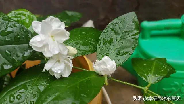 茉莉花春夏秋冬的样子？