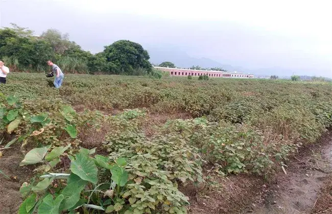 广藿香的栽培技术