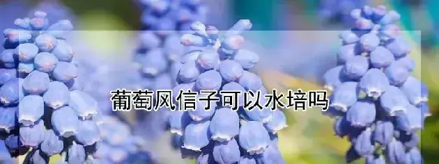 葡萄风信子可以水培吗