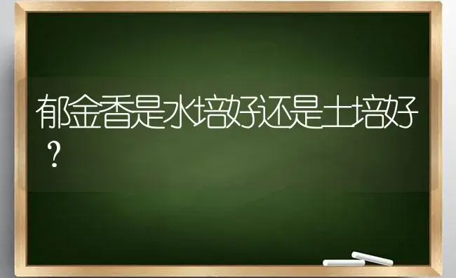 郁金香只能一年种一次吗？ | 绿植常识