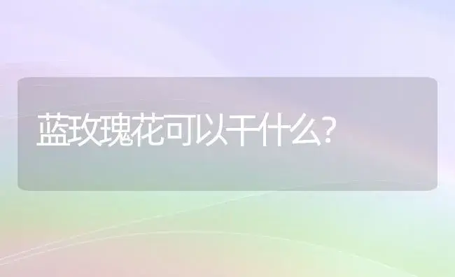 蓝玫瑰花可以干什么？ | 绿植常识