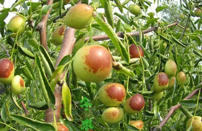 冬枣树种植技术