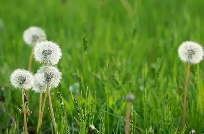 蒲公英的花语与寓意是什么，花语渴望爱情和自由自在