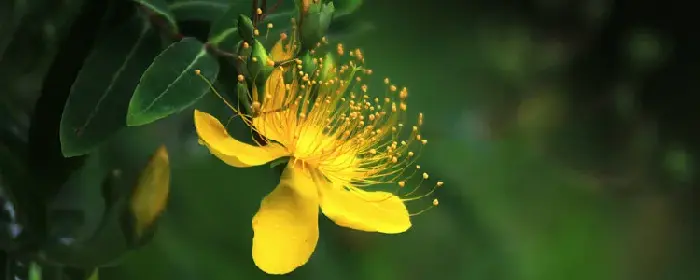 金丝桃花的寓意和象征